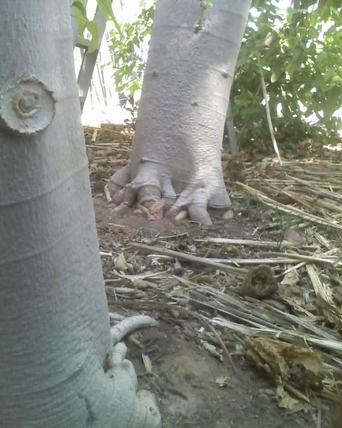 PAPAYA "Tainung #1" growing In AZ Pics (THX BOB)