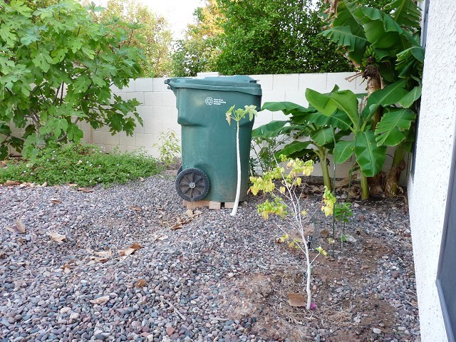 New Papaya Planting