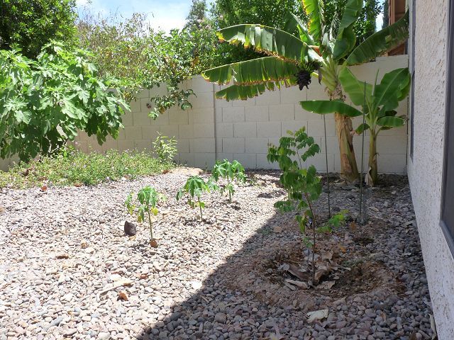 Papaya progress early June