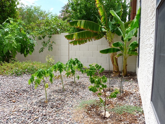 Papayas progressing -  July