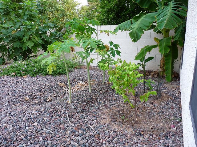 Papayas Late October