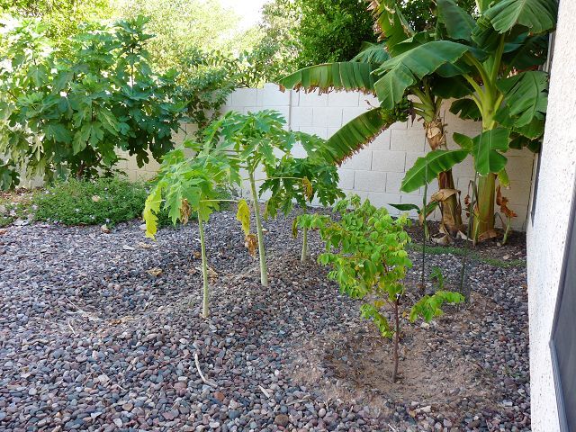 Papayas still growing