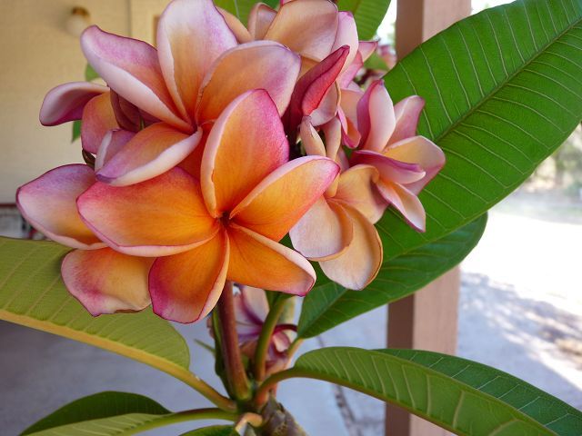 Penang Peach Plumeria