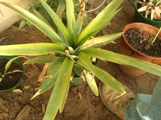 Greenhouses rock.