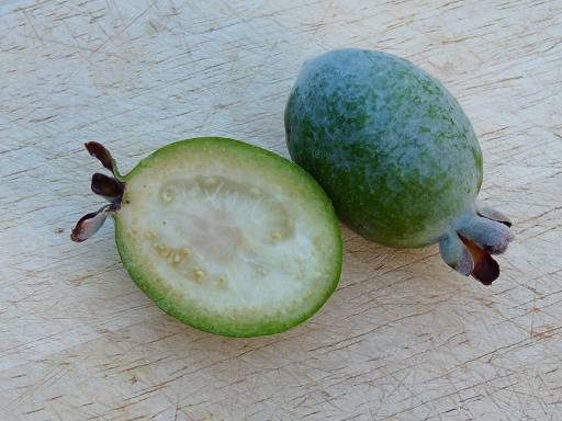 Growing Pineapple Guavas