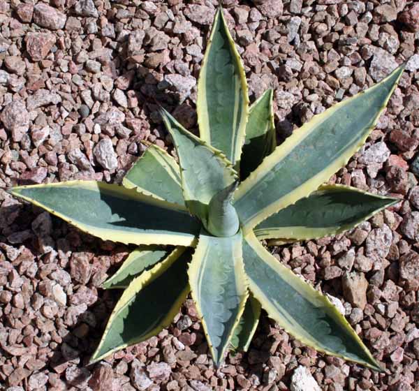 Agave leaves closing up