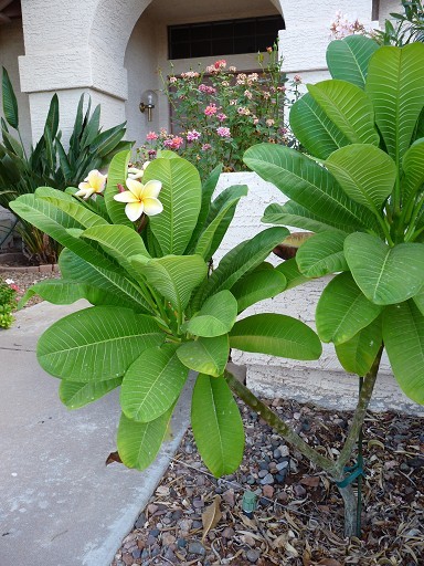 Penang Peach Plumeria photo showing entire plant