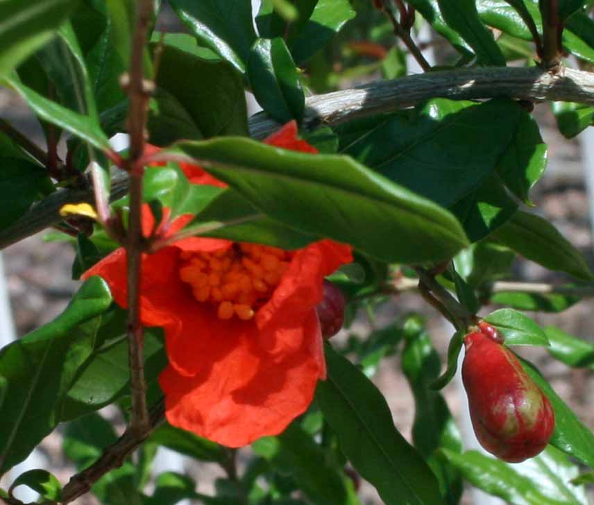 Pomegranate Flower