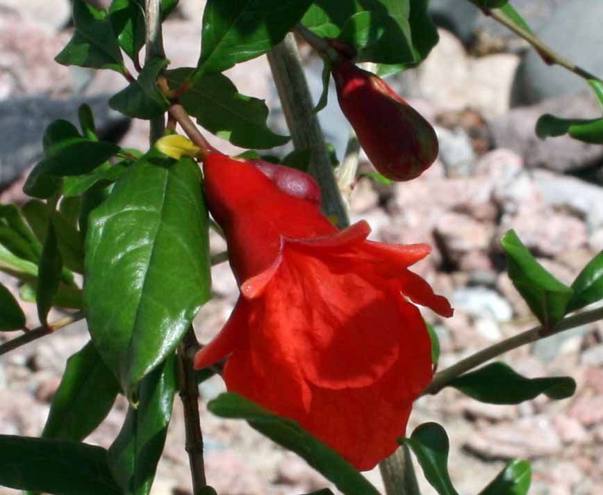 Pomegranate Flower