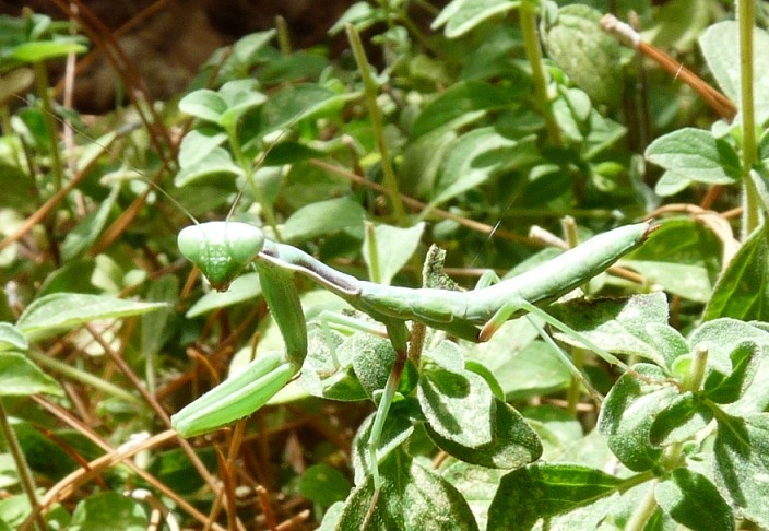 Praying Mantis