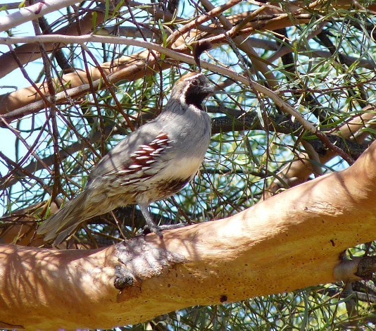 Gambles Quail in my Eucalyptus