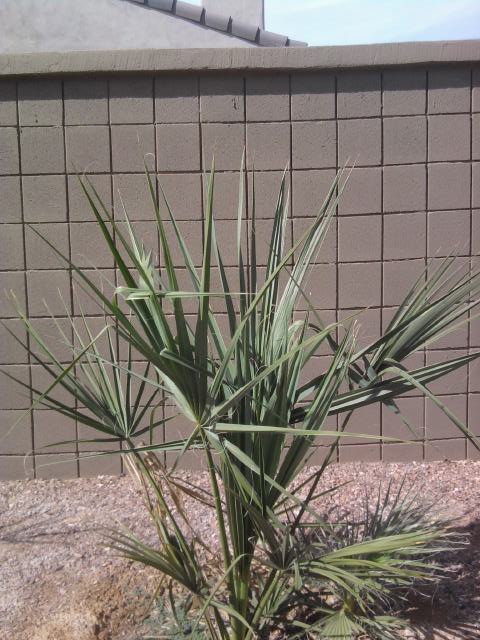 Sabal blackburnia
