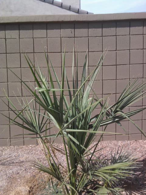 Sabal blackburnia