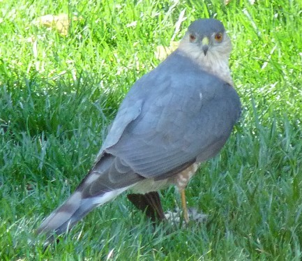 Sharp Shined Hawk