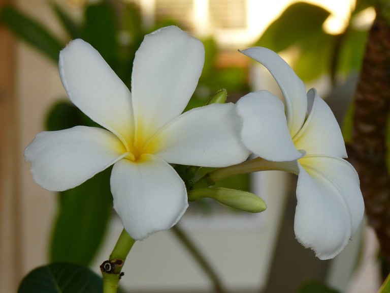 Singapore Obtusa Plumeria Flower