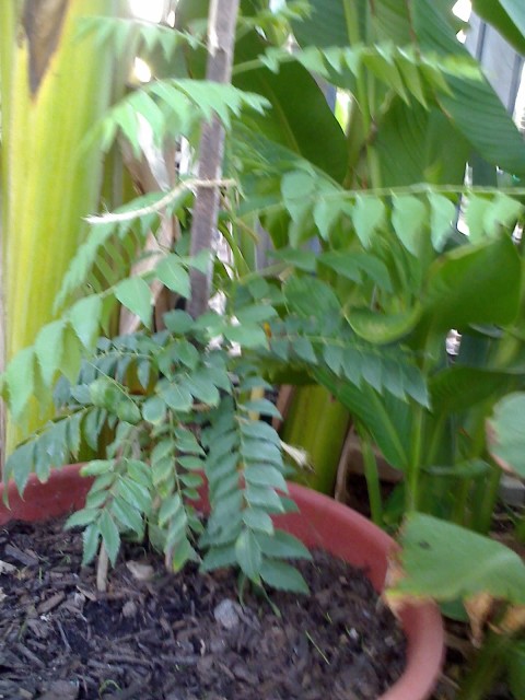 Starfruit Tree