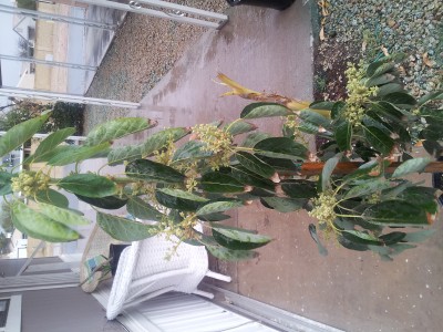 flowering avocado