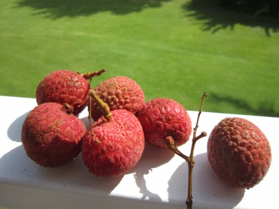 Lychee picked yesterday