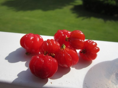 Surinam cherry aka Hawaiian wild cherry