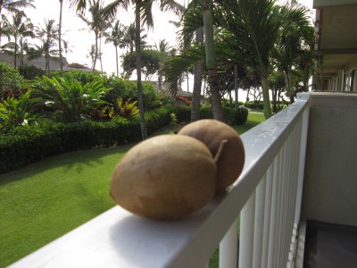 Chico sapote  aka Sapodilla