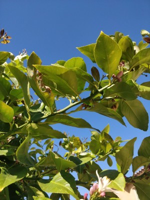 Curling and Yellowing leaf in Lemon tree.