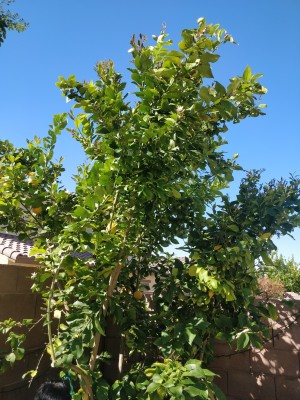 Curling and Yellowing leaf in Lemon tree.