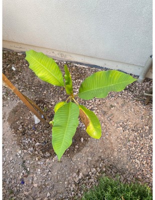 Plumeria leaves are yellow and some brown spots