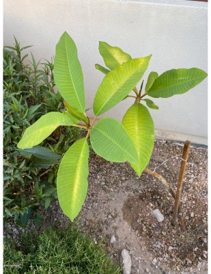 Plumeria leaves are yellow and some brown spots