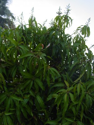 Mango Trees starting to flower