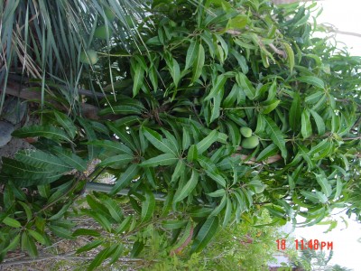 Phoenix Mango Tree Pics