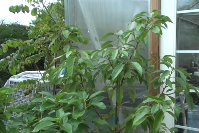 Aravaipa Avocado. Credit: Shamus O'Leary's Tropical Fruit Trees<br />https://www.youtube.com/watch?v=n3UwxTzptwQ