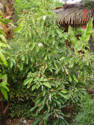 flowering avocado