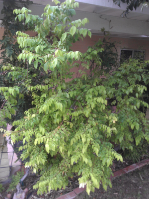 Starfruit tree