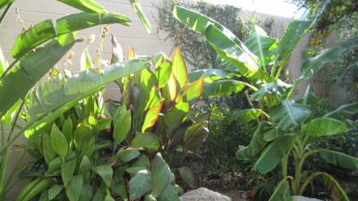 bird of paradise, bananas, cannas, bamboo in the background