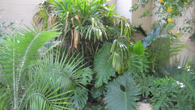 rhapis, and various other plants that have created a bit of a microclimate in this corner