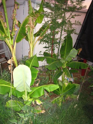 Planted Banana