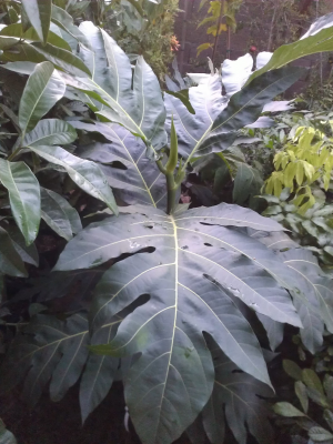 Breadfruit Tree