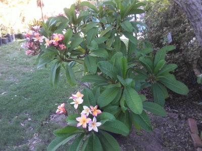 Cali Sunset plumeria