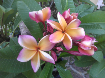 Cali Sunset plumeria