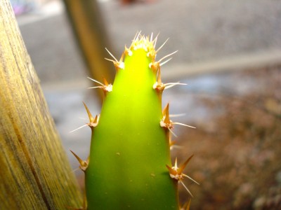 Halleys comet dragon fruit close up