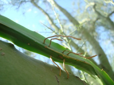 epiphytic roots