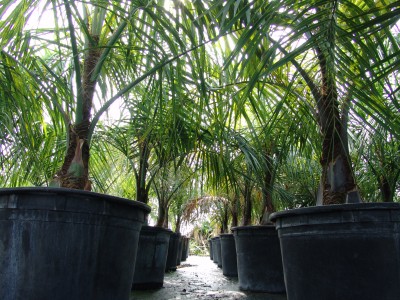 25 gallon Mule Palm.