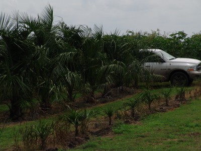 Mule Palm