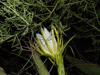 Dragon Fruit in Arizona