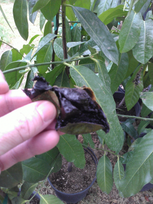 Black Sapote  w/ fruit