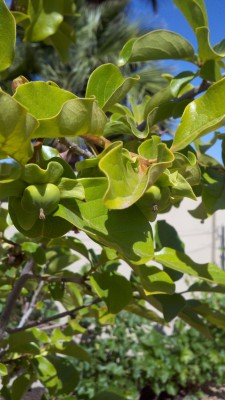 grow persimmon tree in Phoenix