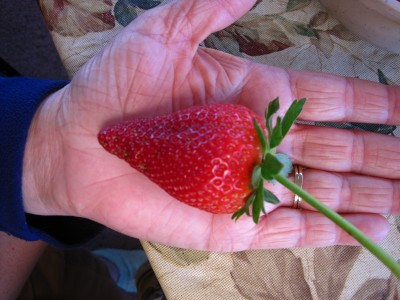 Giant Strawberry