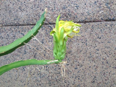 Dragon Fruit in Arizona