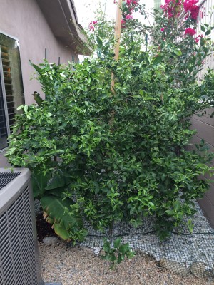 Dancy Tangerine and Cara Cara Navel Orange Behind