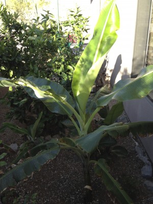 Praying Hands Banana.  This banana is now poolside.  I added the white rocks later when indigenous wildlife would not leave my berms alone.